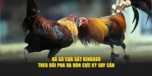 Đá gà cựa sắt king88